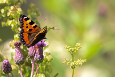 Güzel bir Kelebek resmi, arka plan rengine karşı koyan kelebeğin güçlü renkleri.