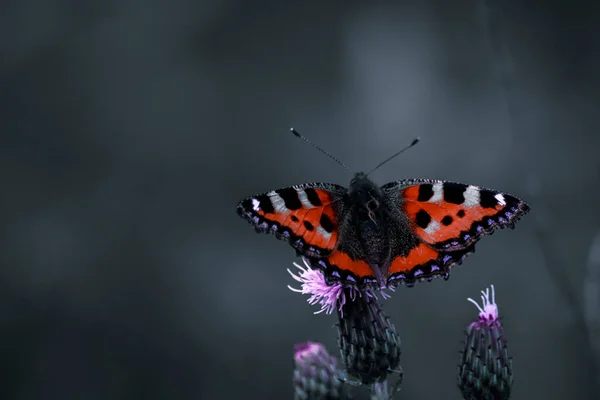 Piękny Strzał Motyla Silne Kolory Motyla Kontrastujące Tle Koloru — Zdjęcie stockowe