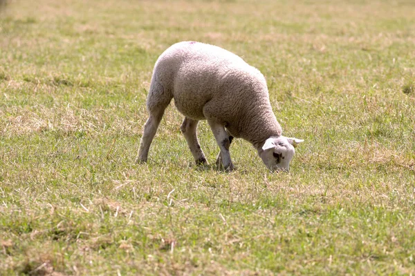 在农民田里放羊 — 图库照片