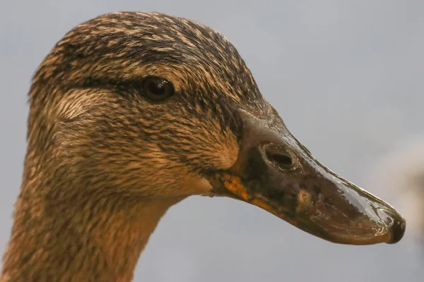 湖畔一只野鸭的美丽的动物肖像 — 图库照片