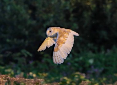 Akşamın erken saatlerinde çayır üzerinde uçan bir Baykuş 'un çarpıcı bir fotoğrafı.