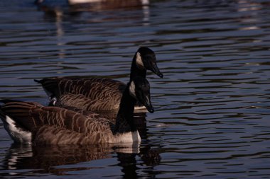 Göldeki Kanadalı Kaz 'ın güzel bir hayvan portresi.