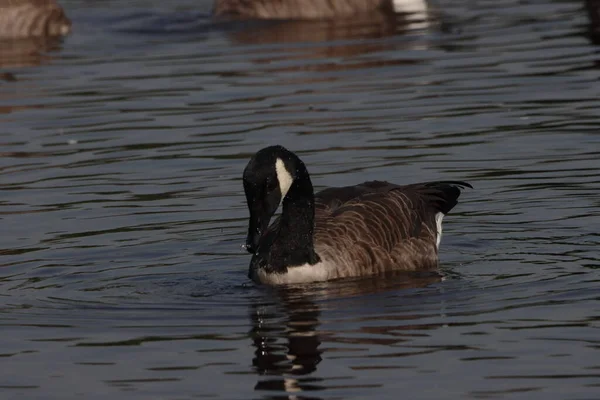 Beautiful Animal Portrait Canadian Goose Lake — Stock Photo, Image
