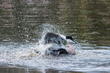 Gölde siyah beyaz bir ördek sıçrıyor