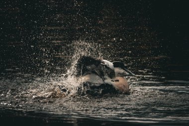 Gölde kanat çırpan ve yüzerken su sıçratan bir ördeğin güzel bir hayvan portresi..