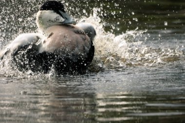 Gölde kanat çırpan ve yüzerken su sıçratan bir ördeğin güzel bir hayvan portresi..
