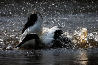 Gölde siyah beyaz bir ördek sıçrıyor