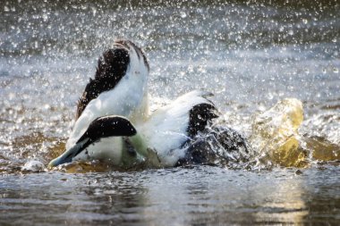 Gölde siyah beyaz bir ördek sıçrıyor