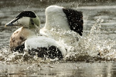 Göldeki bir ördeğin güzel bir hayvan portresi.