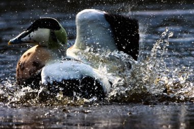 Gölde kanat çırpan ve yüzerken su sıçratan bir ördeğin güzel bir hayvan portresi..