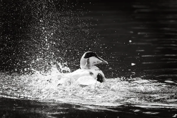Belo Retrato Animal Pato Ancona Lago Batendo Suas Asas Salpicando — Fotografia de Stock