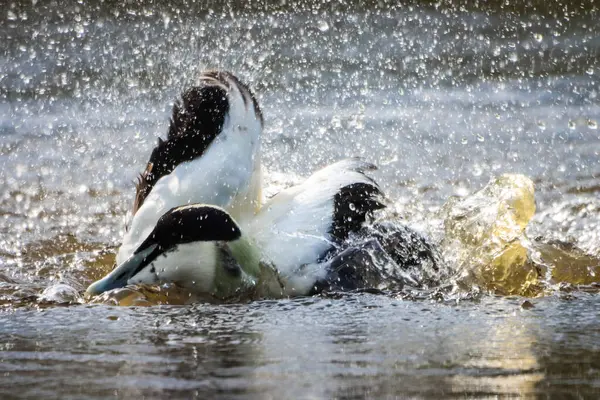 Gölde siyah beyaz bir ördek sıçrıyor