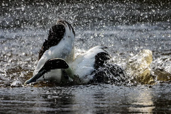 Gölde kanat çırpan ve yüzerken su sıçratan bir ördeğin güzel bir hayvan portresi..