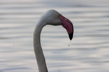 Pembe Flamingo 'nun güzel bir hayvan portresi.