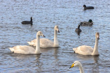 Göç mevsiminde Whooper Swan 'ın güzel bir hayvan portresi..