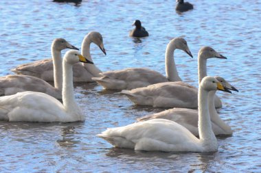 Göç mevsiminde Whooper Swan 'ın güzel bir hayvan portresi..