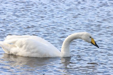 Göç mevsiminde Whooper Swan 'ın güzel bir hayvan portresi..