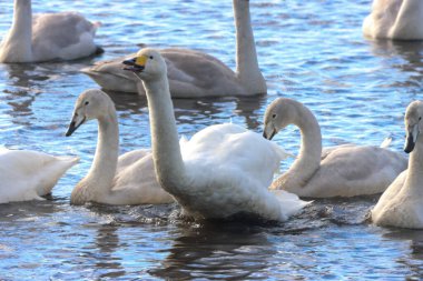 Göç mevsiminde Whooper Swan 'ın güzel bir hayvan portresi..