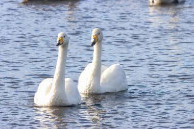 Göç mevsiminde Whooper Swan 'ın güzel bir hayvan portresi..