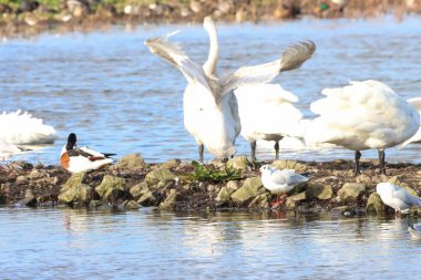 Göç mevsiminde Whooper Swan 'ın güzel bir hayvan portresi..