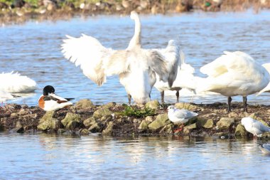 Göç mevsiminde Whooper Swan 'ın güzel bir hayvan portresi..