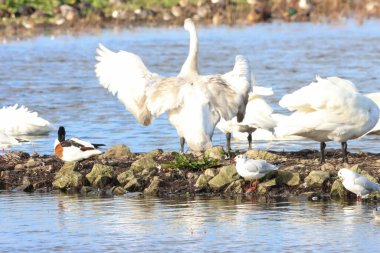 Göç mevsiminde Whooper Swan 'ın güzel bir hayvan portresi..
