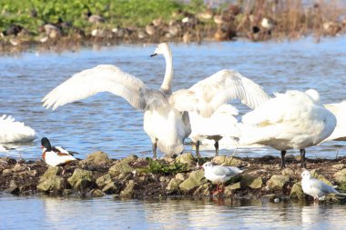 Göç mevsiminde Whooper Swan 'ın güzel bir hayvan portresi..
