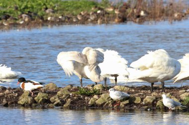 Göç mevsiminde Whooper Swan 'ın güzel bir hayvan portresi..
