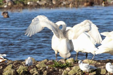 Göç mevsiminde Whooper Swan 'ın güzel bir hayvan portresi..