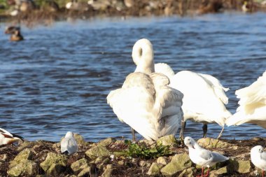 Göç mevsiminde Whooper Swan 'ın güzel bir hayvan portresi..