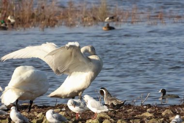 Göç mevsiminde Whooper Swan 'ın güzel bir hayvan portresi..