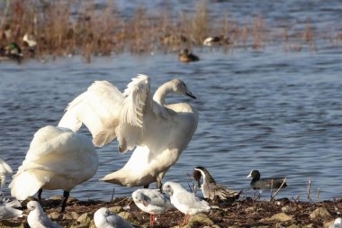 Göç mevsiminde Whooper Swan 'ın güzel bir hayvan portresi..