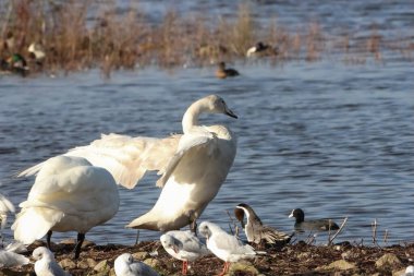 Göç mevsiminde Whooper Swan 'ın güzel bir hayvan portresi..