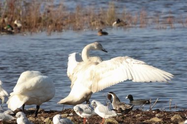 Göç mevsiminde Whooper Swan 'ın güzel bir hayvan portresi..