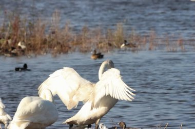 Göç mevsiminde Whooper Swan 'ın güzel bir hayvan portresi..