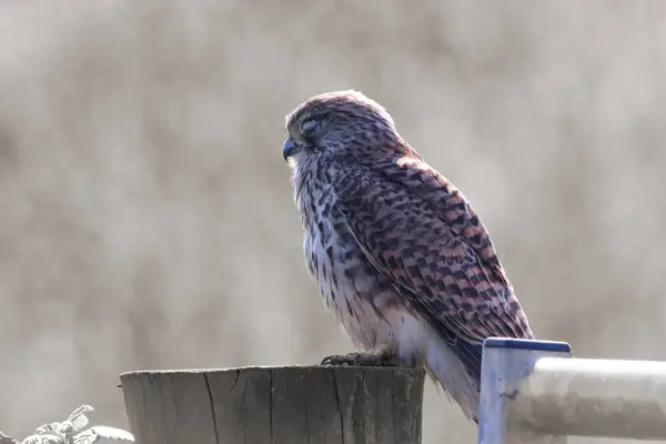 A beautiful animal portrait of a perched Kestrel - This animal has one eye due to injury