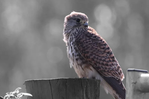A beautiful animal portrait of a perched Kestrel - This animal has one eye due to injury