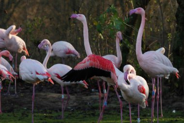 pink flamingos bir sürü