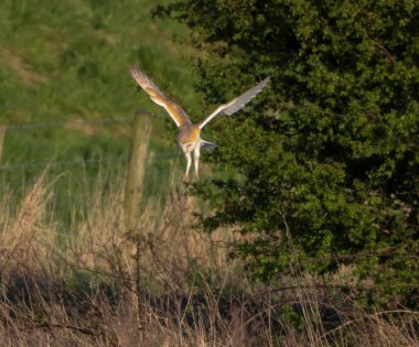 Ahırda uçan ve yiyecek arayan bir baykuşun güzel bir hayvan portresi.