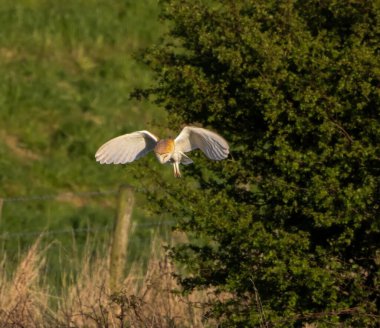Gün batımında uçan güzel bir ahır baykuşu