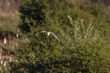 Ahırda uçan ve yiyecek arayan bir baykuşun güzel bir hayvan portresi.