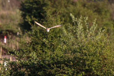 Ahırda uçan ve yiyecek arayan bir baykuşun güzel bir hayvan portresi.