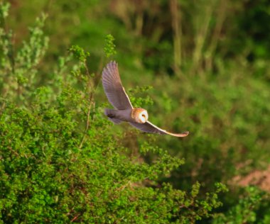 Gün batımında uçan güzel bir ahır baykuşu