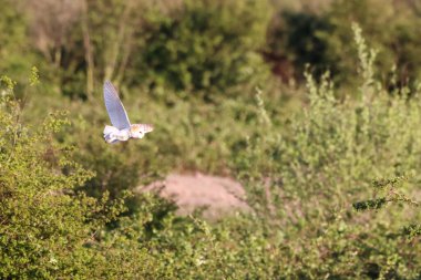 Gün batımında uçan güzel bir ahır baykuşu