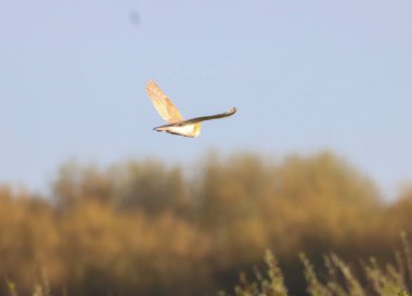 Gün batımında uçan güzel bir ahır baykuşu