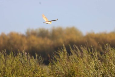 Gün batımında uçan güzel bir ahır baykuşu