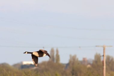 Kanada Kazları kırsal alanda uçuyor