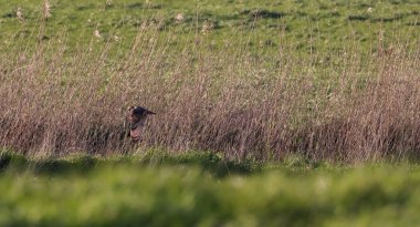 Kırsal bölgede uçan kısa kulaklı bir baykuş.
