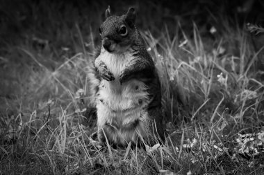 Aç bir sincabın avlanıp yemek yediği çarpıcı bir yakın plan.