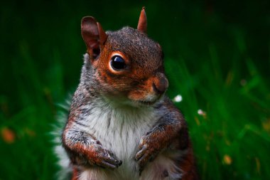 Aç bir sincabın avlanıp yemek yediği çarpıcı bir yakın plan.